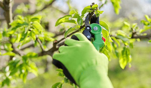 剪定している様子