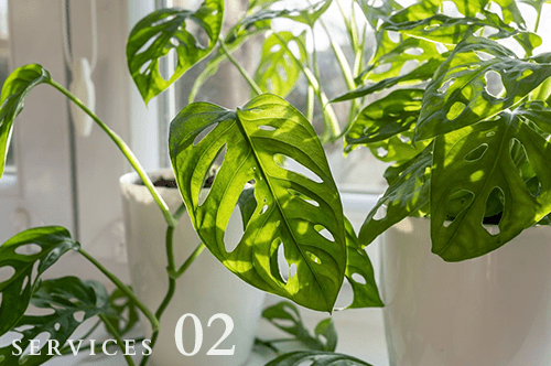 観葉植物レンタル・リース